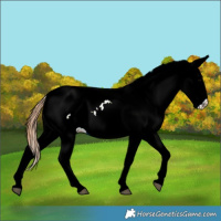 Horse Color:Black Appaloosa Rabicano 