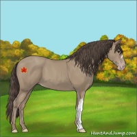 Horse Color:Unknown 