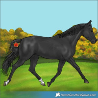 Horse Color:Unknown 