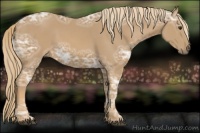 Horse Color:Chestnut Ice 