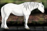 Horse Color:Cremello Appaloosa 