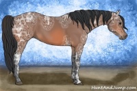 Horse Color:Bay Ice 