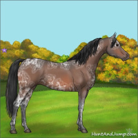 Horse Color:Bay Ice 