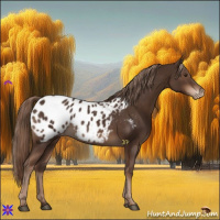 Horse Color:Liver Chestnut Appaloosa