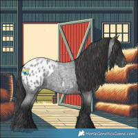 Horse Color:Blue Roan Appaloosa 