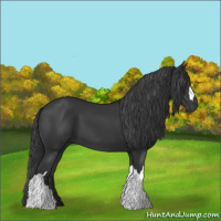 Horse Color:Black 