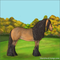 Horse Color:Buckskin 