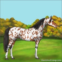 Horse Color:Bay Tobiano Appaloosa 