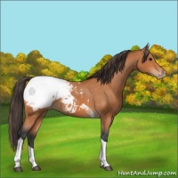 Horse Color:Bay Tobiano Appaloosa 