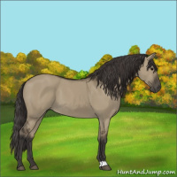 Horse Color:Smoky Grullo 