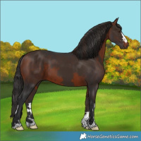 Horse Color:Liver Chestnut  and Bay 