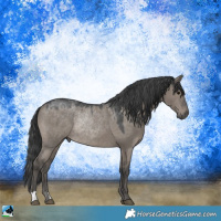 Horse Color:Grullo Rabicano 