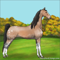Horse Color:Bay Ice 