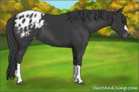 Horse Color:Black Appaloosa
