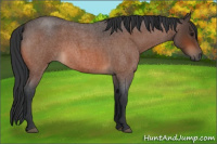 Horse Color:Bay Roan 