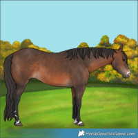 Horse Color:Brown 