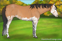 Horse Color:Bay  and Bay Splash 