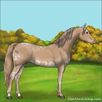 Horse Color:Chestnut Ice 