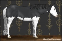 Horse Color:Black Splash