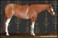 Horse Color:White Spotted Chocolate Bay Rabicano