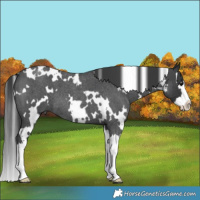 Horse Color:White Spotted Blue Roan Splash 