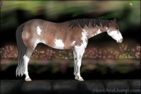 Horse Color:Brown Splash Rabicano