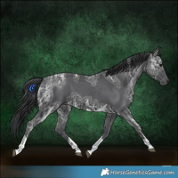 Horse Color:Black Ice Tobiano 
