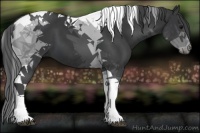 Horse Color:Black Tobiano