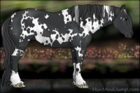 Horse Color:White Spotted Black 