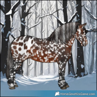 Horse Color:Brown Appaloosa