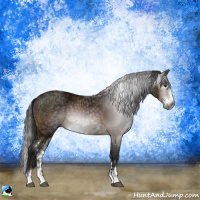 Horse Color:Gray Bay Ice Sabino Rabicano 