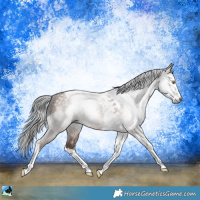 Horse Color:Gray Sable Champagne Sabino Splash Tobiano Rabicano 