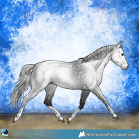 Horse Color:Gray Black Splash Rabicano
