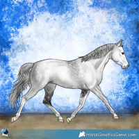 Horse Color:Gray Black Sabino 