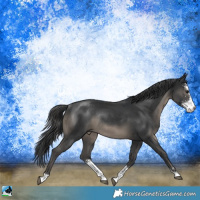 Horse Color:Black Sabino Rabicano 