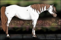 Horse Color:Liver Chestnut Sabino Near Fewspot 
