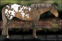 Horse Color:Chocolate Palomino Blanket 