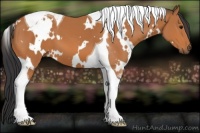 Horse Color:White Spotted Bay Tobiano 