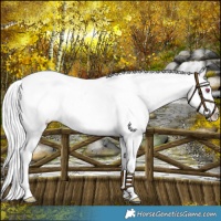 Horse Color:Silver Brown Chinchilla Snowflake Varnish