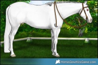 Horse Color:Chocolate Silver Smoky Black Chinchilla Appaloosa