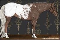 Horse Color:Liver Chestnut Mushroom Appaloosa