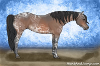 Horse Color:Bay Ice 