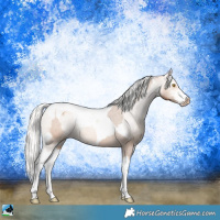Horse Color:Amber Champagne Sabino Tobiano Appaloosa  and Silver Amber Champagne Sabino Tobiano Appaloosa 