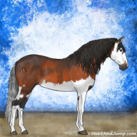 Horse Color:Bay  and Bay Splash 
