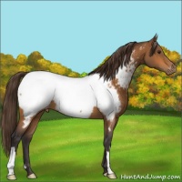 Horse Color:Buckskin Appaloosa 