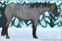 Horse Color:Blue Roan 