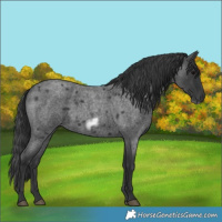Horse Color:Blue Roan Frame 