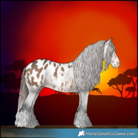 Horse Color:Brown Dun Splash Appaloosa 