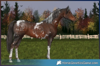 Horse Color:White Spotted Liver Chestnut Tobiano Rabicano
