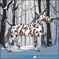 Horse Color:Brown Near Leopard